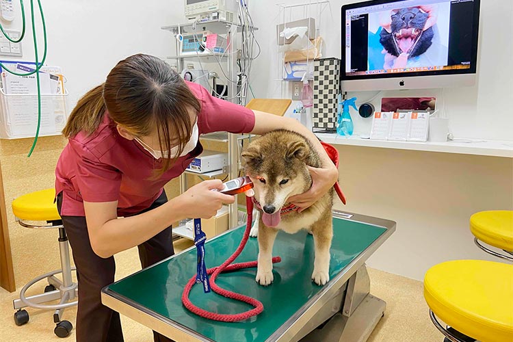 愛玩動物看護師としてのスキルアップ